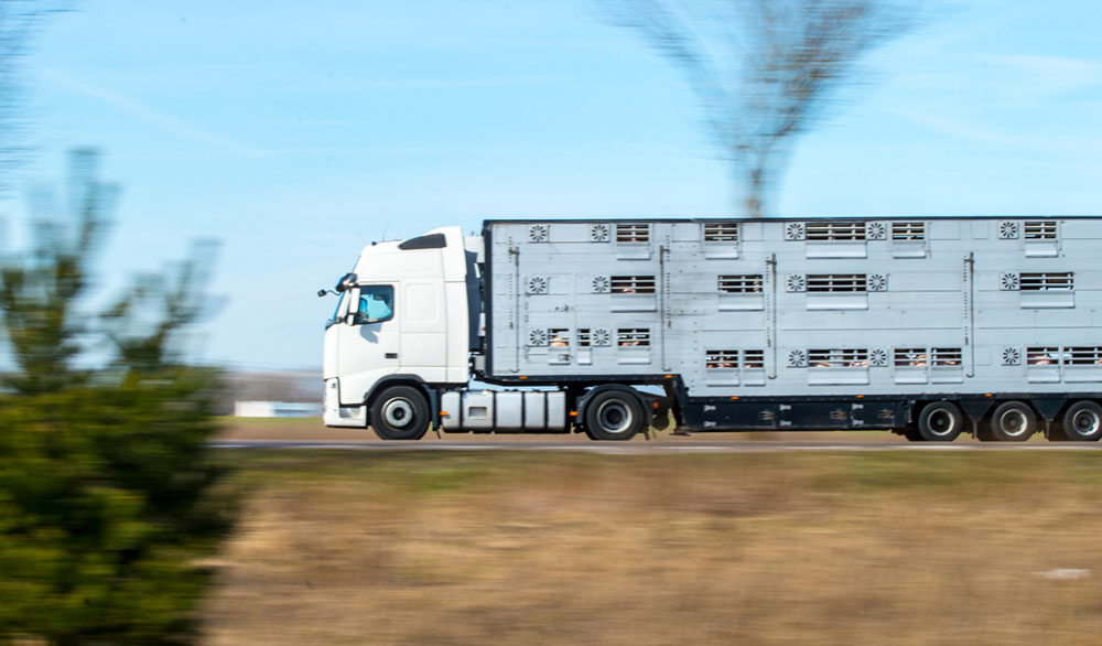 Transporte animales vivos